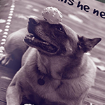 Humane Society Ad Campaign, 2016