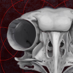 Skull Magic 1, Digital Painting, 2016